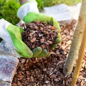 JointVive Ingredients